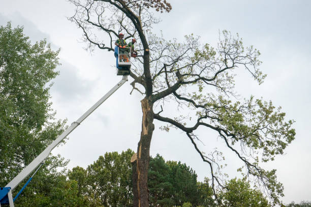 Best Tree Pruning Services  in Edgerton, MN